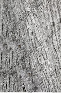 tree bark 0021